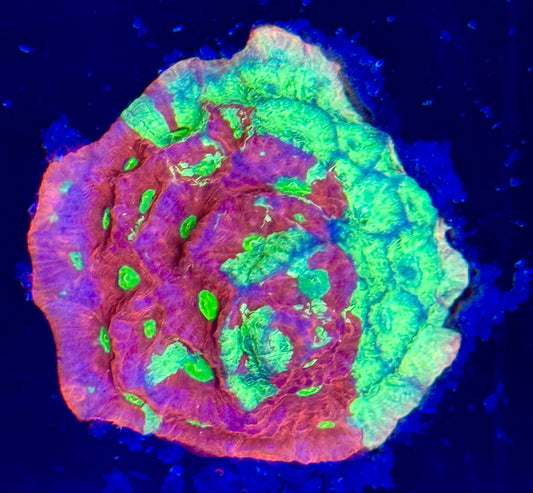 Multi color War favite Frag