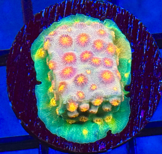 JF Buzz Kill Cyphastrea