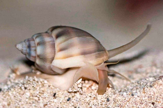 Nassarius snail