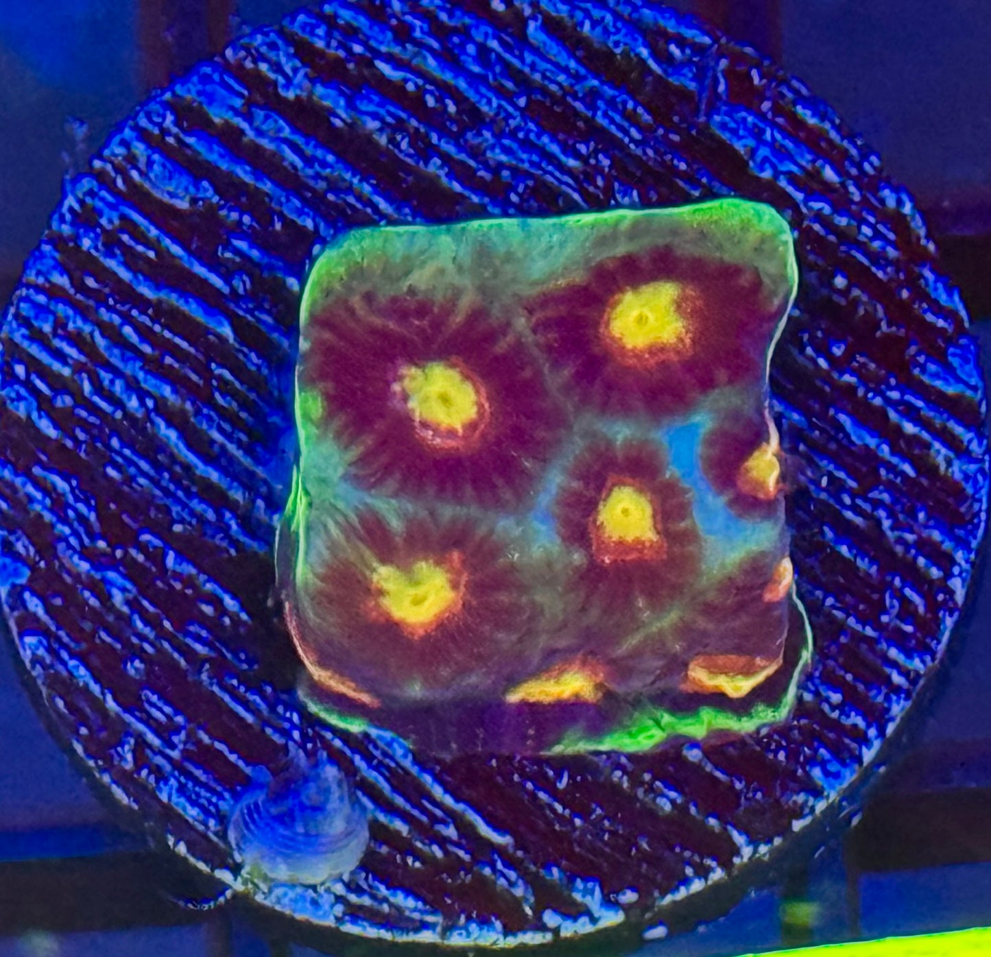 Skittles Favia Frag
