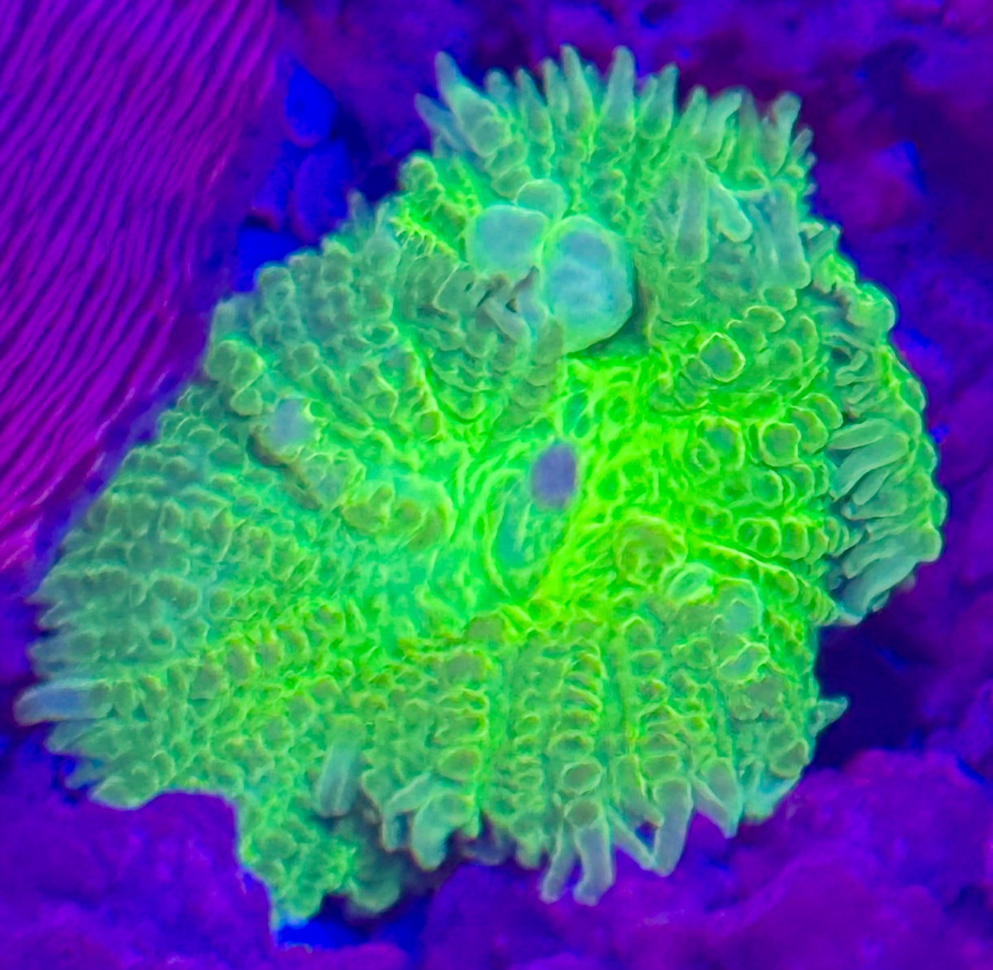 Neón green bounce Rhodactic