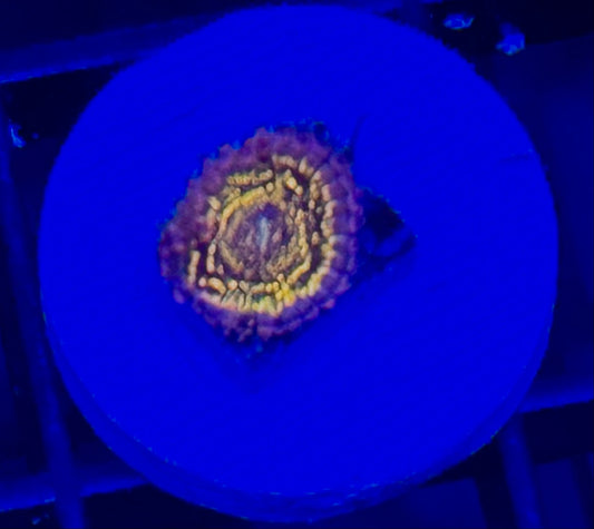 Stratosphere Zoa P/P