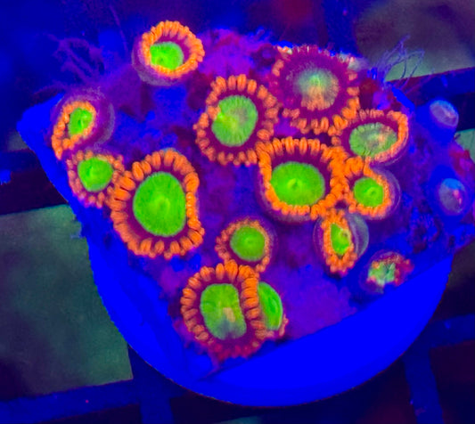 Green globbing zoa Frag