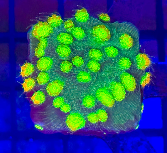 Tyree Fire Echinopora Frag