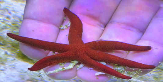 Red fromia starfish