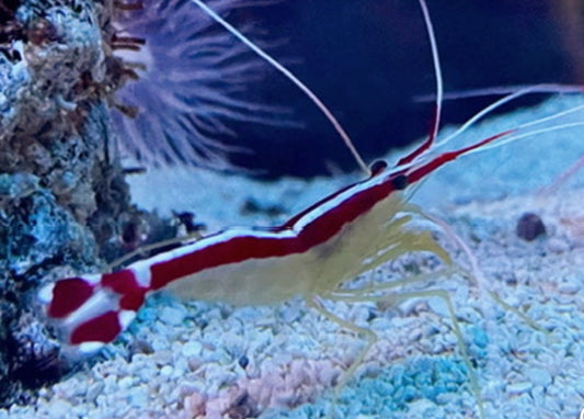 Cleaner shrimp