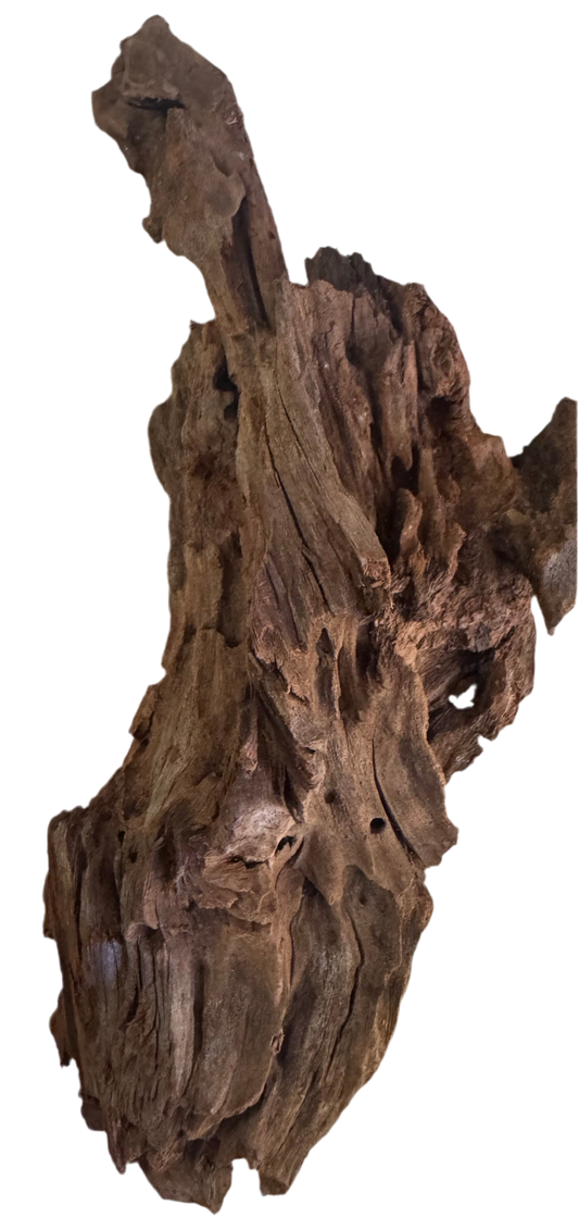 Malaysian Driftwood 6”-9”