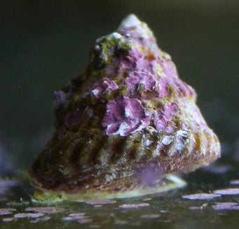 Astreas snail