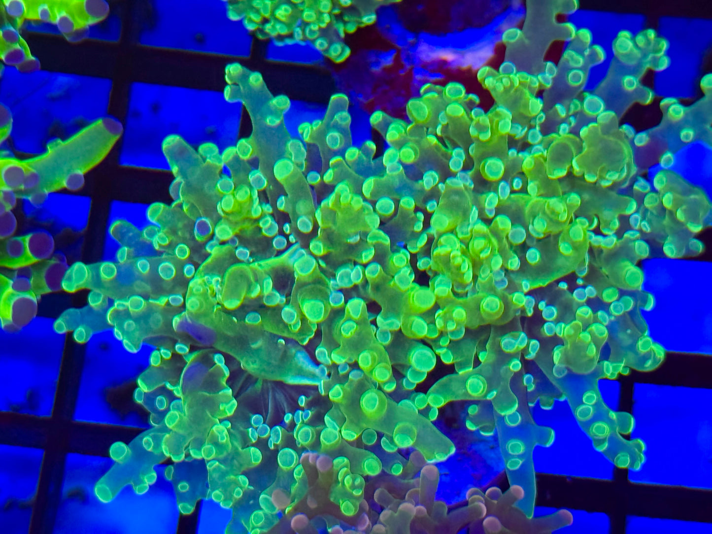Green frogspawn Frag