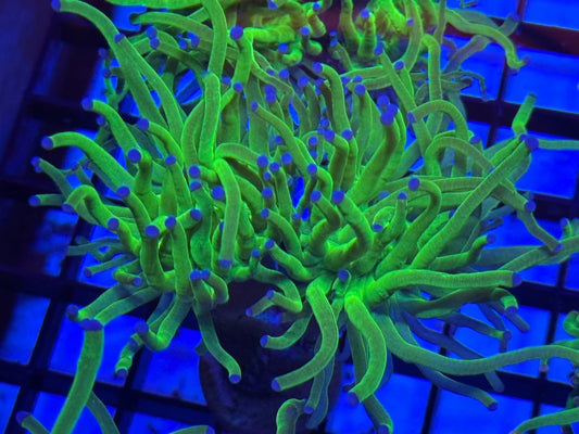 Blue tip torch
