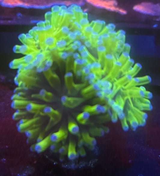 Green hammer Frag