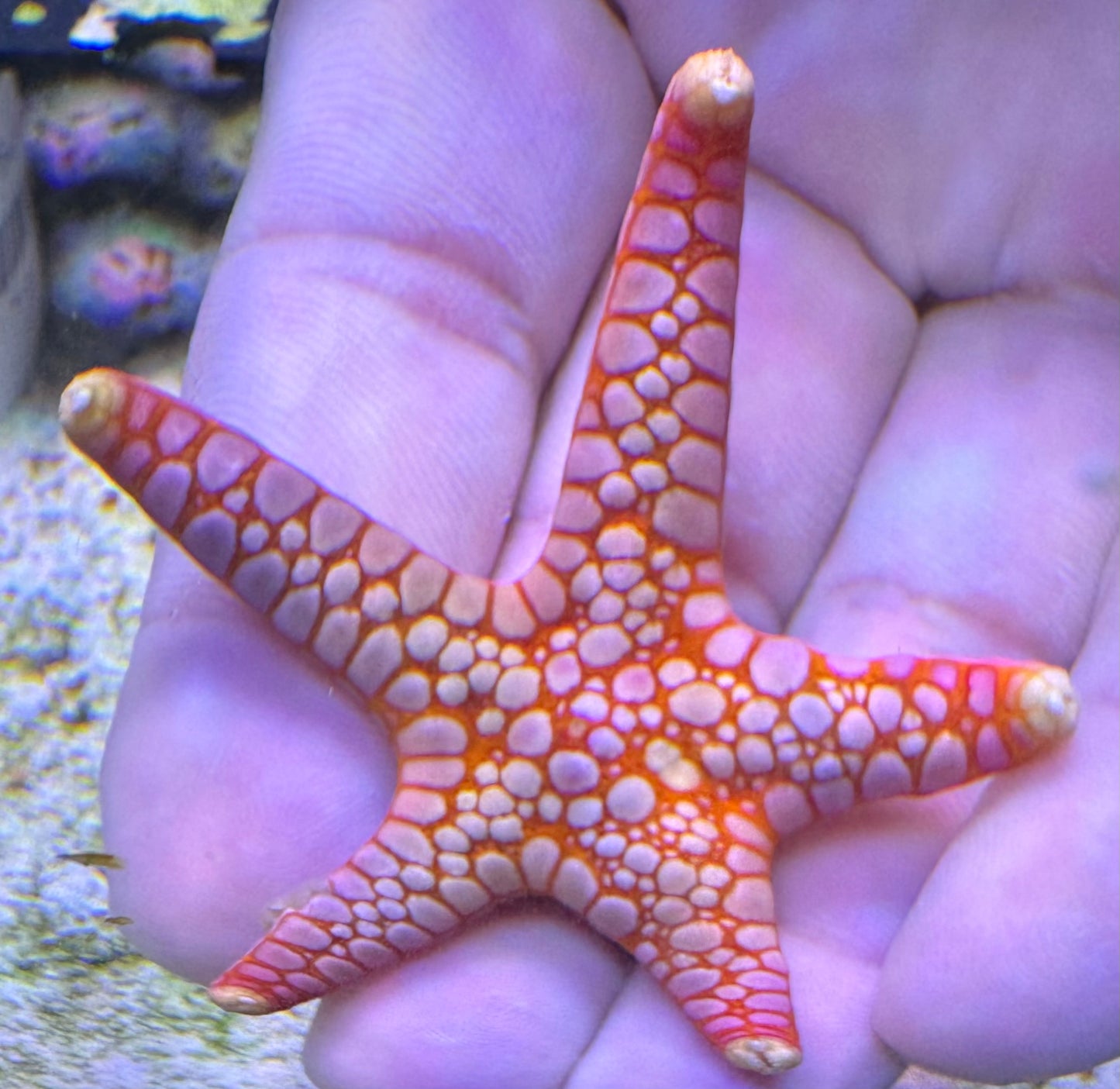 Fromia starfish