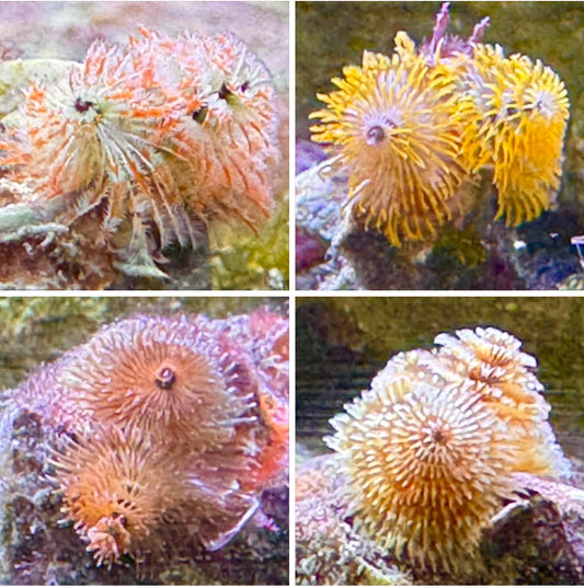 Colored Chrismas tree Worm