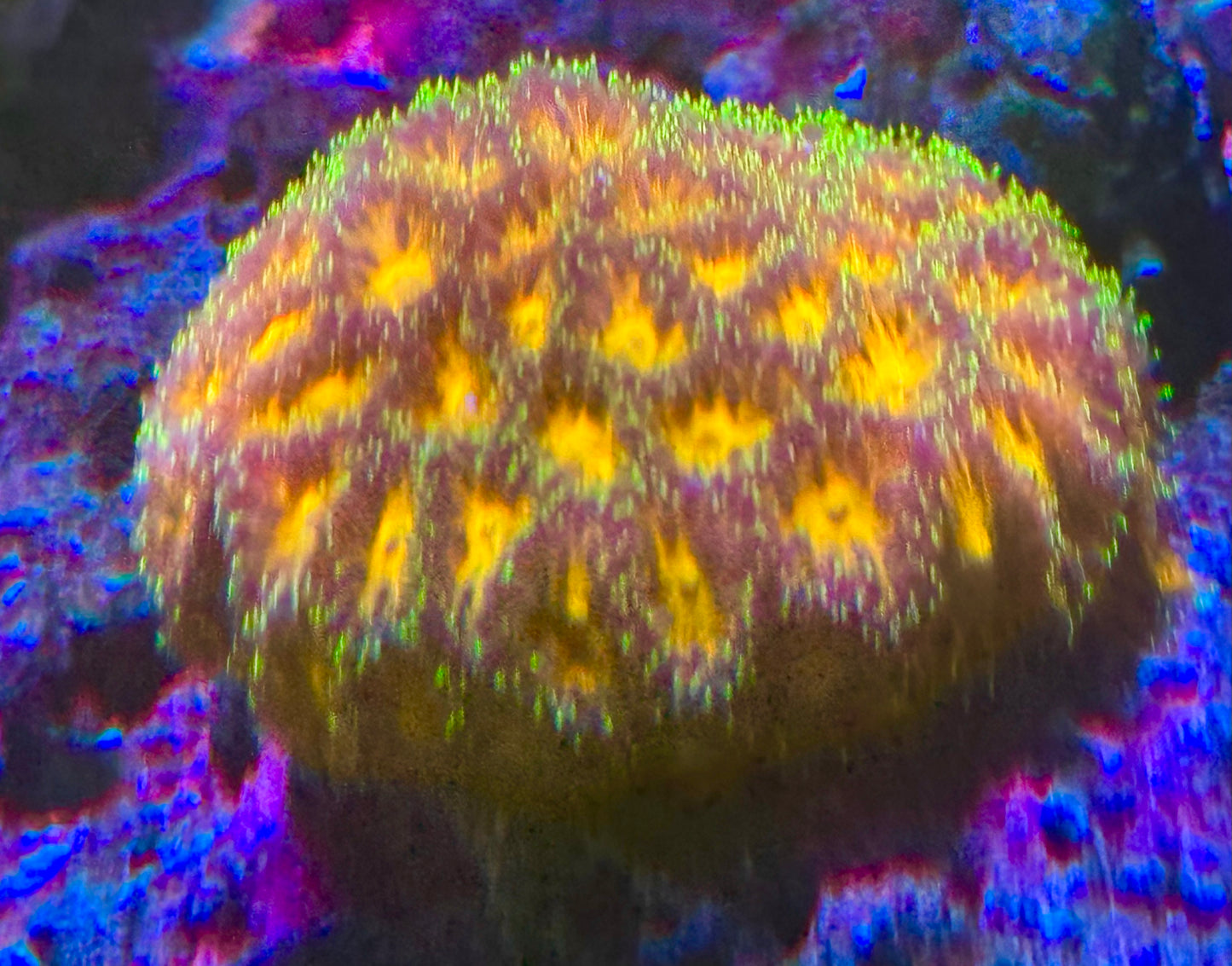 John Deer Leptastrea Frag