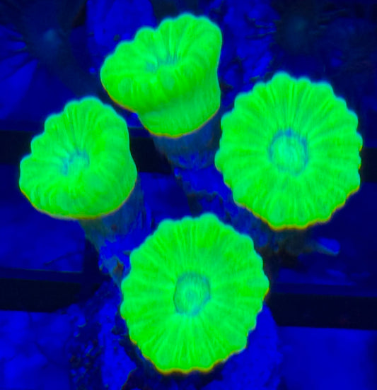 Green candy cane Frag