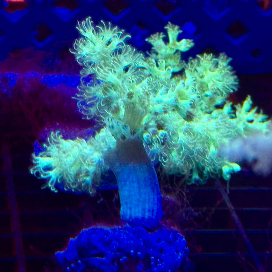 Neon Nepthea Frag