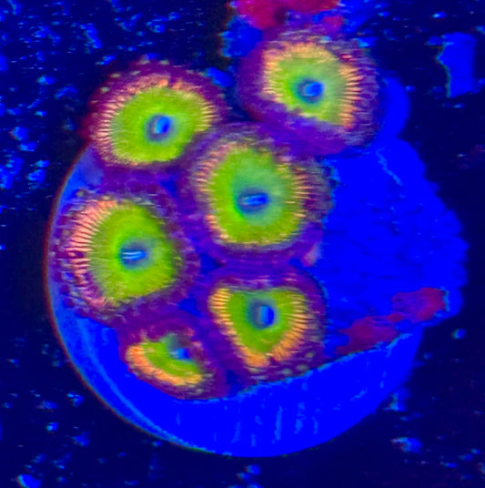 Bowser Zoanthus Frag