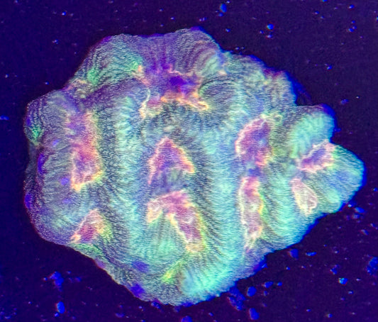 Rainbow favia Frag