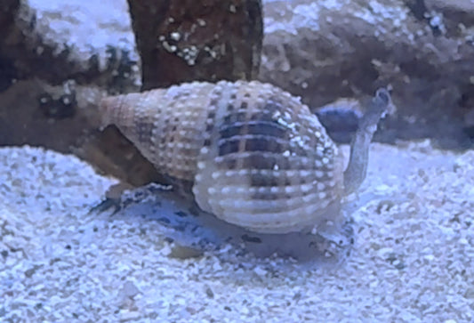 Nassarius snail