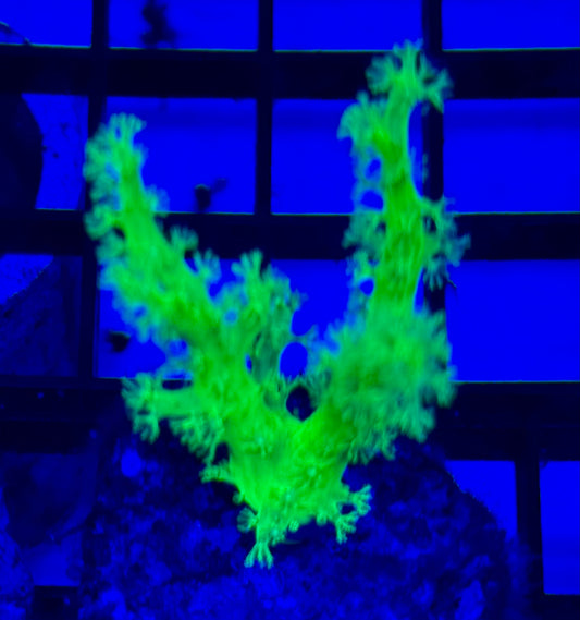 Alíen sinularia Frag