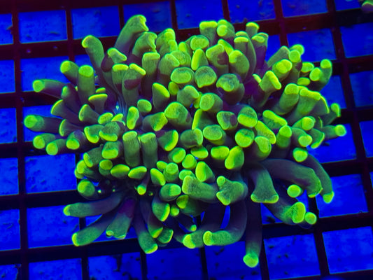 Green hammer Frag