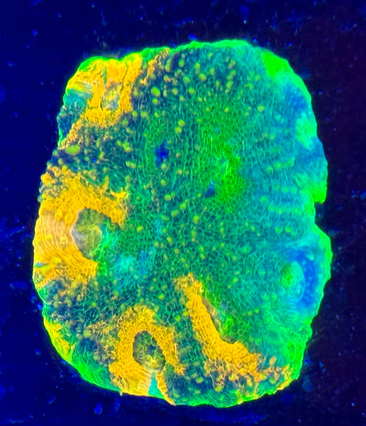 Orange/green acan echinata