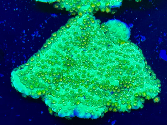 Yellow polip monti cap