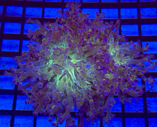 Center green frogspawn