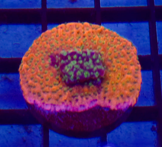 Sunset Montipora Coral Frag