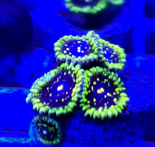 Exosphere palythoa P/P