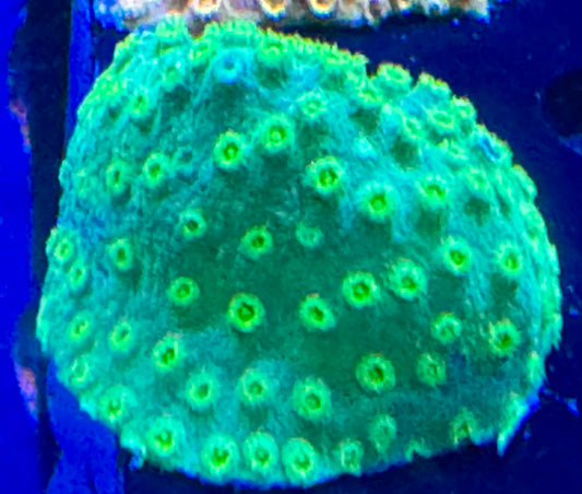 Neon Green Cyphastrea