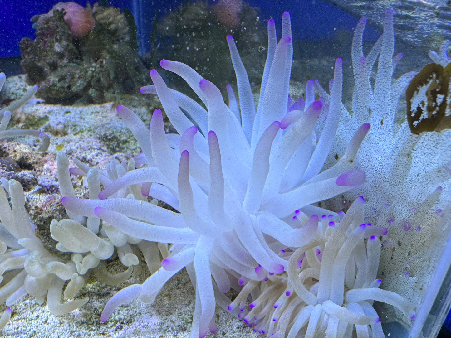 Purple tip anemone