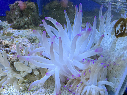 Purple tip anemone