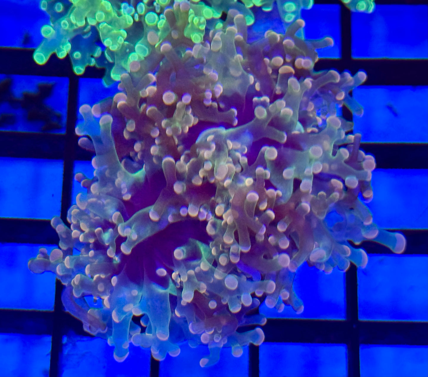 Pink/green frogspawn Frag
