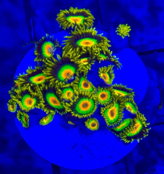 Zoanthus Rasta Frag