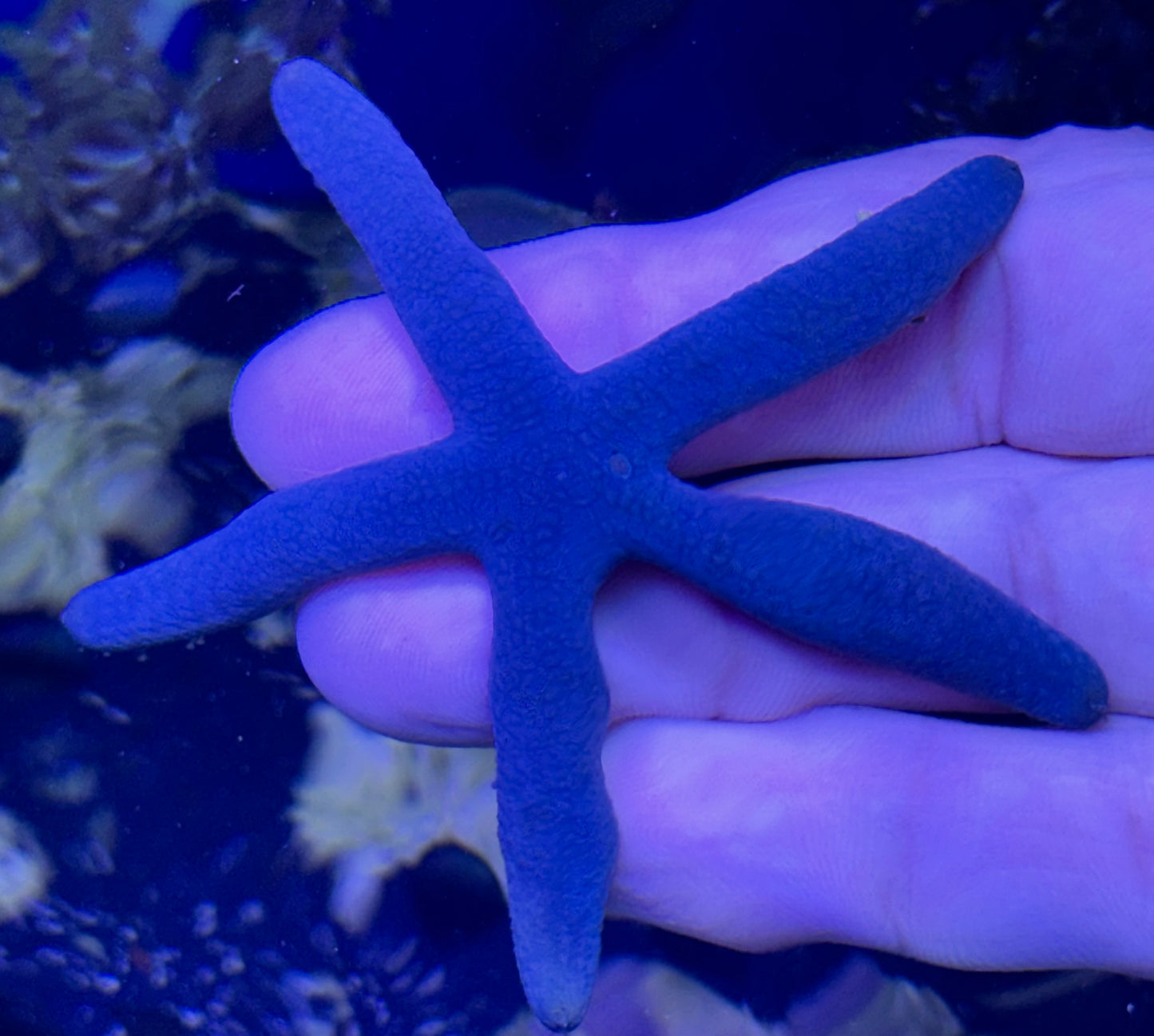 Blu starfish