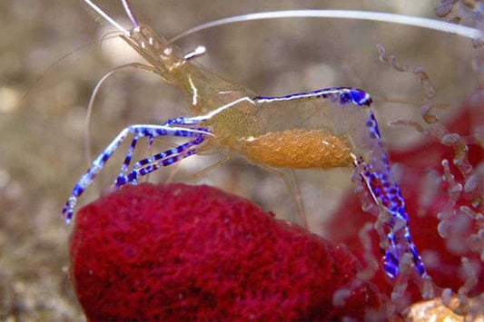Pederson Cleaner Shrimp