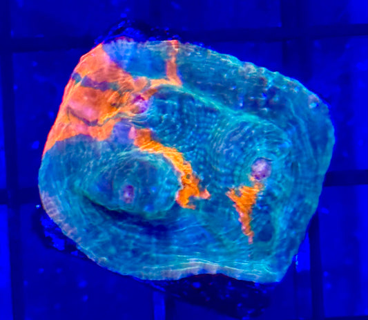 Rainbow chalice (Frag)