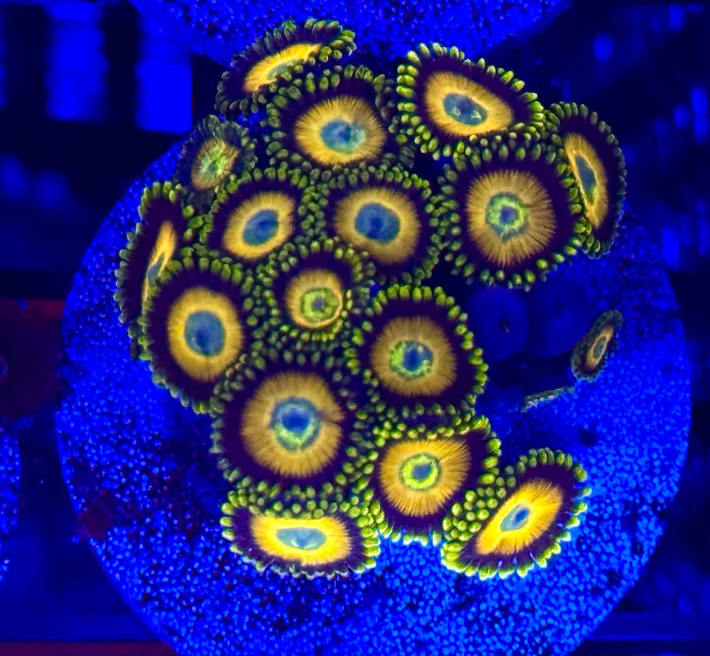 Zoanthids Scrambled Egg