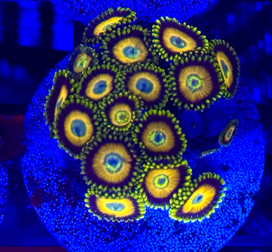 Zoanthids Scrambled Egg