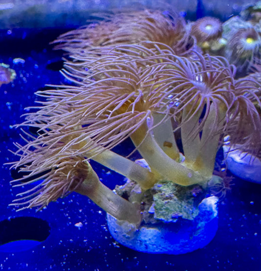 Yellow polip Frag