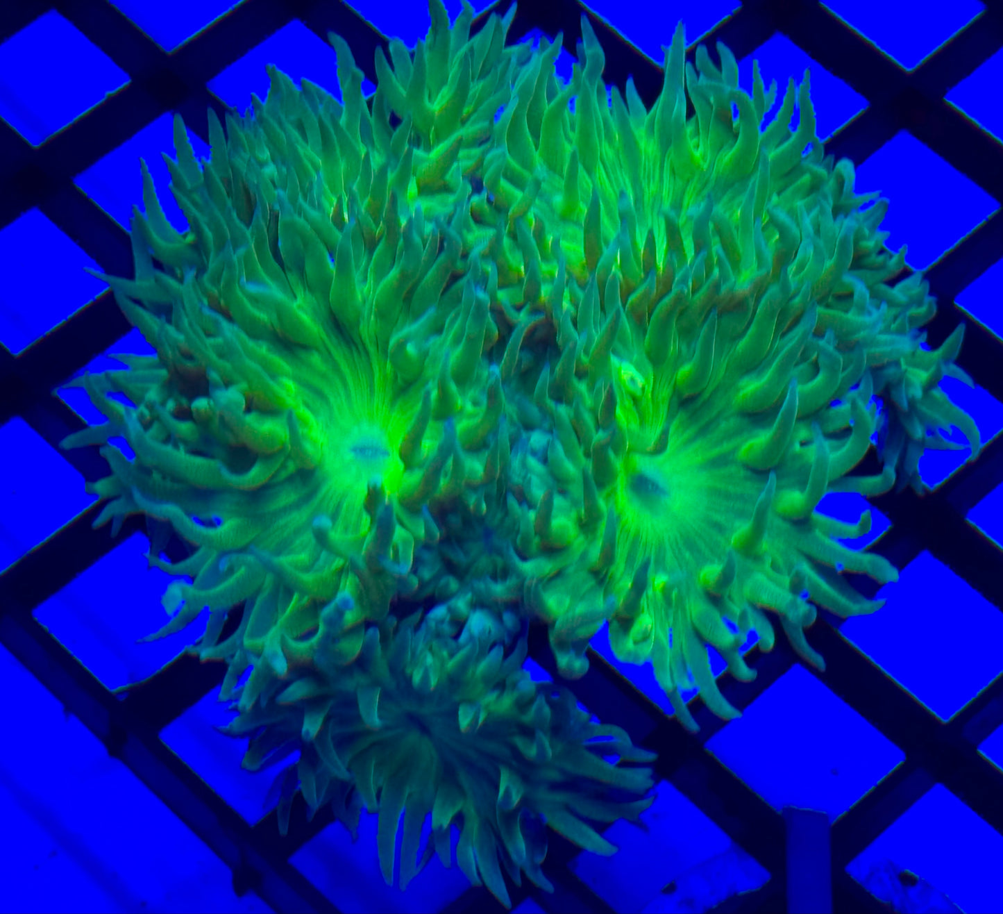 Green Duncan coral Frag