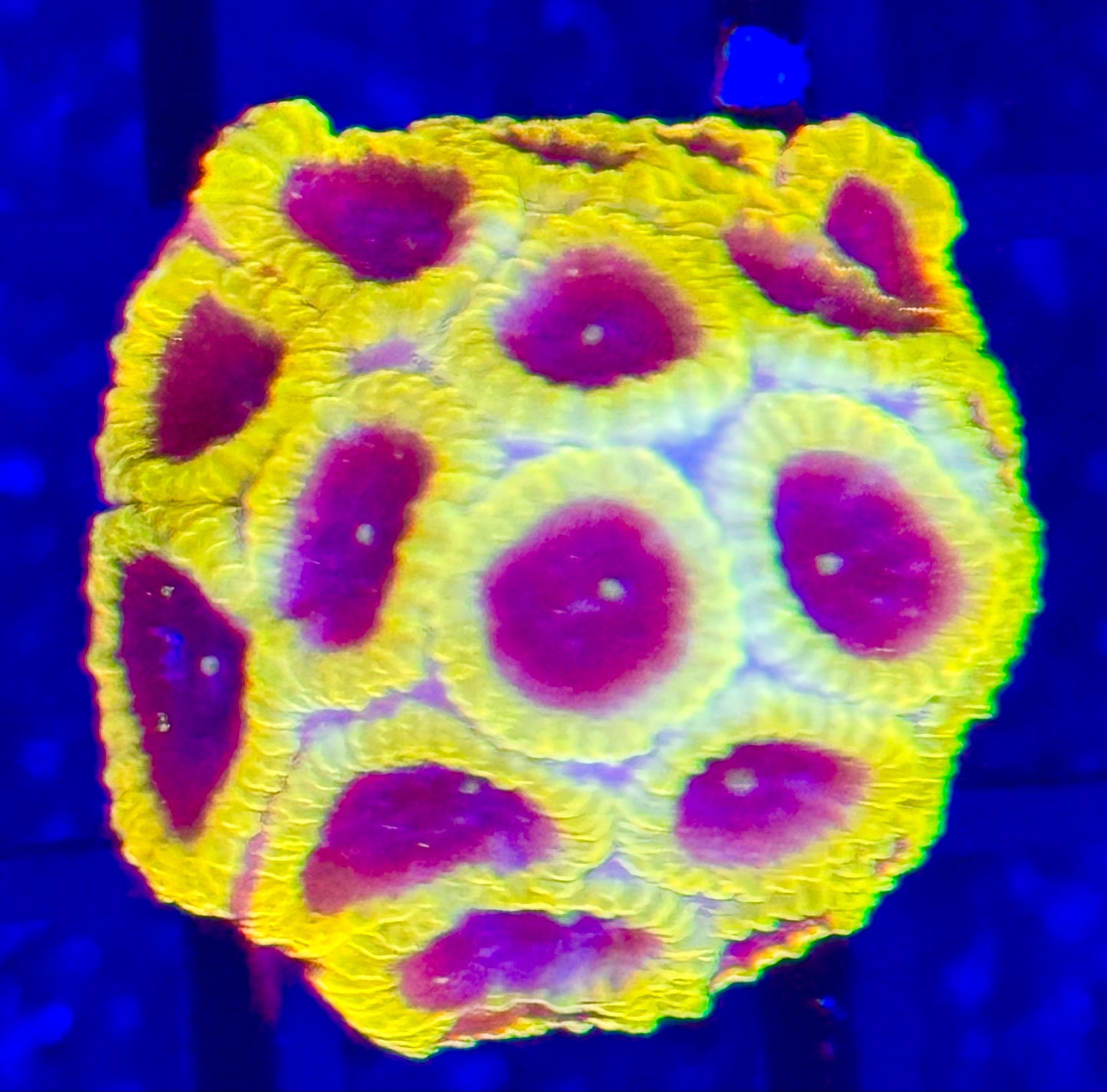 OG Wolverine Favia Coral Frag