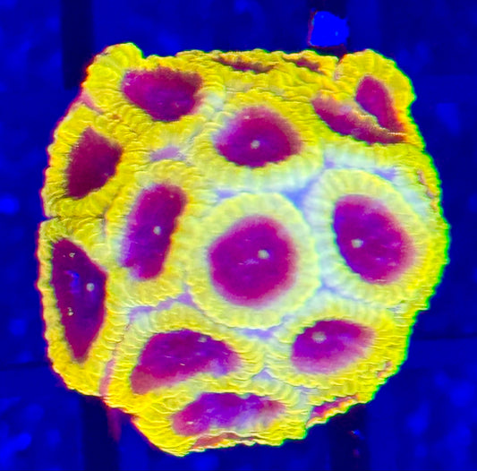 OG Wolverine Favia Coral Frag