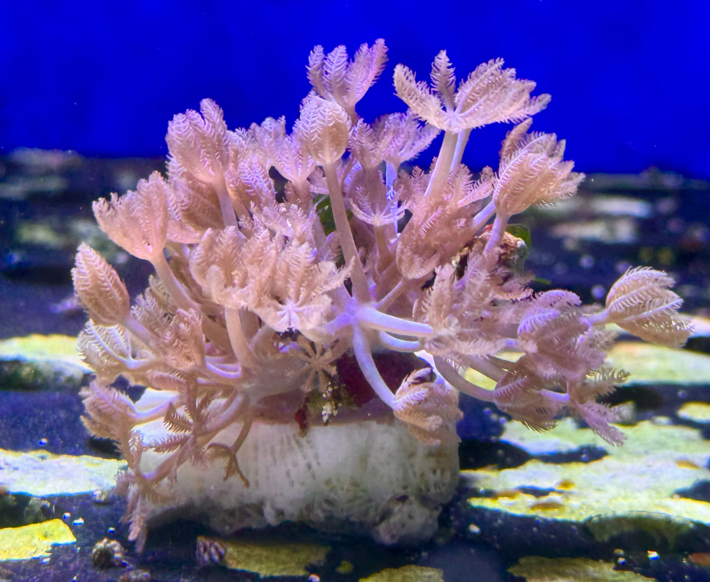 Pulsing xenia Frag