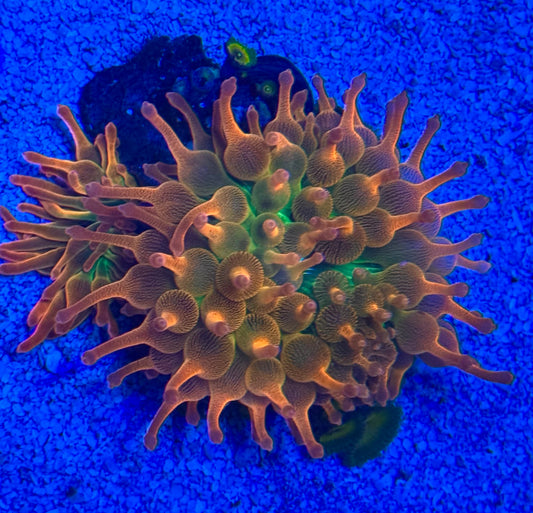 Rainbow anémona