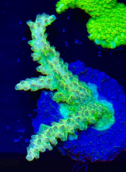 Green Acro S.P Frag