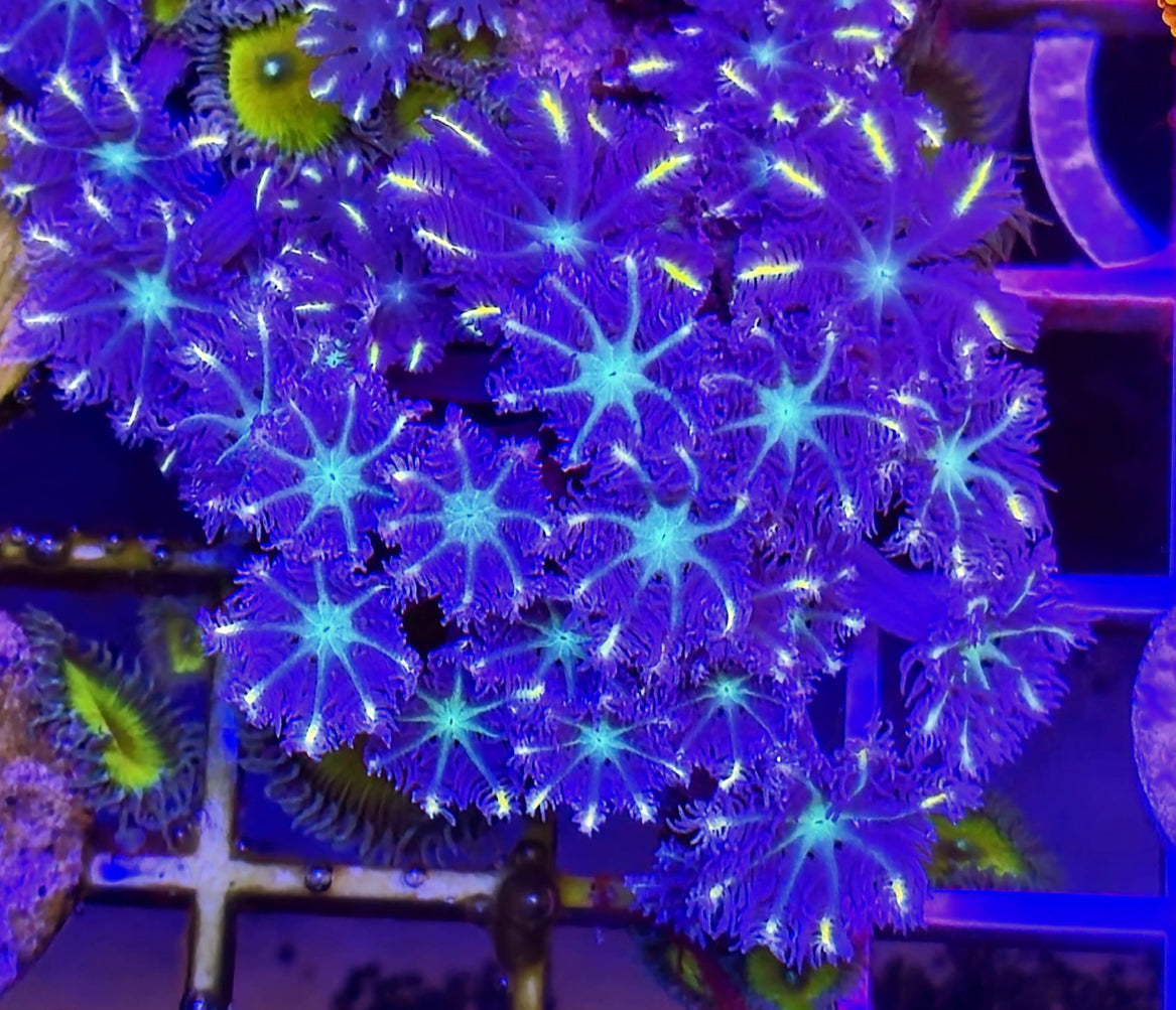 Firework glove polip Frag