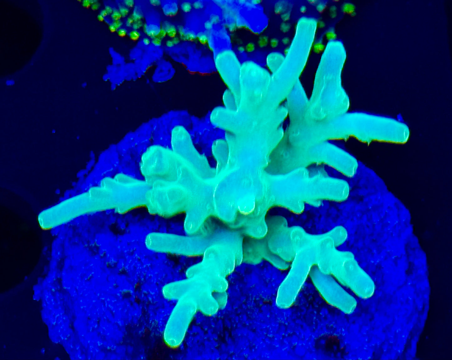 Hawkins Echinata Acro Frag