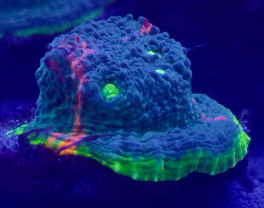 Rainbow chalice Frag